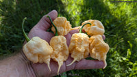 Peach Miasma - Pepper Seeds - White Hot Peppers